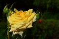 Yellow tea rose hybrid Citrina, Veg 1981, with some buds around flower with dense petals, sunbathing in late july afternoon sunshi