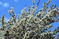 Yellow Tea Tree blossoms, Leptospermum polygalifolium Royalty Free Stock Photo