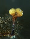 Pear-shaped fruit bodies of a slime mold Physarum oblatum wit white eyes Royalty Free Stock Photo