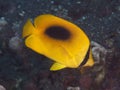 Yellow teardrop butterflyfish Royalty Free Stock Photo