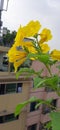 Yellow tecoma flowers in rooftop garden