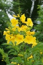 Yellow Tecoma stans flower