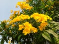 Yellow tecomaria flowers that bloom to perfection