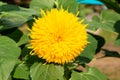 Yellow teddy bear sunflower in a garden