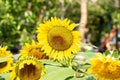 Yellow teddy bear sunflower in a garden