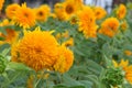 Yellow teddy bear sunflower in a garden during summer for oil seed with copy space