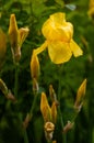 Close-up view of an yellow iris flower on background of flowers and green leaves. Royalty Free Stock Photo