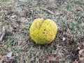 Yellow tennis ball fruit on brown and green grass Royalty Free Stock Photo