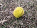 Yellow tennis ball fruit on brown and green grass Royalty Free Stock Photo