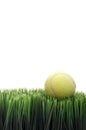 A yellow tennis ball green grass Royalty Free Stock Photo