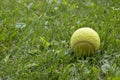 Yellow tennis ball is lying on a green grass lawn. Close-up. Royalty Free Stock Photo