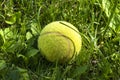 Yellow tennis ball is lying on a green grass lawn. Close-up. Royalty Free Stock Photo