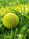 Yellow tennis ball is lying on a green grass lawn. Close-up. Royalty Free Stock Photo