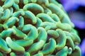 Yellow tentacle hammer coral