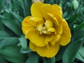 Yellow terry peony-shaped tulip. Top view.The festival of tulips on Elagin Island in St. Petersburg Royalty Free Stock Photo