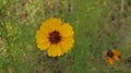 Yellow Texas Wildflower Next to Dead Flower