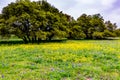 Yellow Texas Wildflowers with Bluebonnets. Royalty Free Stock Photo