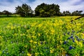 Yellow Texas Wildflowers with Bluebonnets. Royalty Free Stock Photo