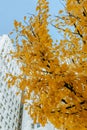 Yellow Textural Leaves against Blue Sky and Building Royalty Free Stock Photo