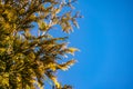 Yellow texture of needles Thuja occidentalis Aurea in sunshine on blue sky background.