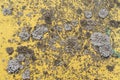 Yellow texture of rusty metal with moss and mold Royalty Free Stock Photo