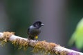 Yellow-thighed Brushfinch in San Gerardo del Dota, Savegre, Costa Rica