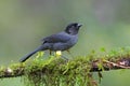 Yellow-thighed finch