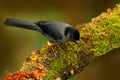 Yellow-thighed finch, Pselliophorus tibialis, bird endemic to the highlands of Costa Rica and western Panama. Black bird with