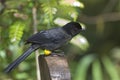 Yellow-thighed Finch, Pselliophorus tibialis, close up perched