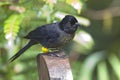 Yellow-thighed Finch, Pselliophorus tibialis, close up view