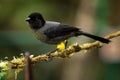Yellow-thighed Finch - Pselliophorus tibialis is passerine bird which is endemic to the highlands of Costa Rica and western Panama