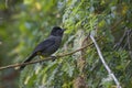 Yellow-thighed Finch, Pselliophorus tibialis, perched on a vine
