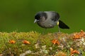 Yellow-thighed Finch, Pselliophorus tibialis, sitting on the green moss branch. Tropic bird in the nature habitat. Wildlife in Cos