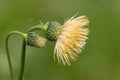 Yellow thistle flowerhead and bud