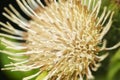 The yellow thistle or yellow melancholy thistle (Cirsium erisithales)