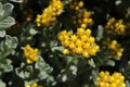 Yellow `Three-nerved Strawflower` - elichrysum Trilineatum Royalty Free Stock Photo