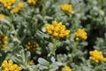 Yellow `Three-nerved Strawflower` - elichrysum Trilineatum Royalty Free Stock Photo