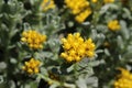 Yellow `Three-nerved Strawflower` - elichrysum Trilineatum Royalty Free Stock Photo