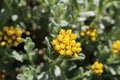 Three-nerved Strawflower - Helichrysum Trilineatum Royalty Free Stock Photo