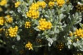 Three-nerved Strawflower - Helichrysum Trilineatum Royalty Free Stock Photo