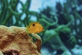 Yellow Threespot Damselfish swimming over coral Royalty Free Stock Photo
