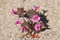 Diplacus Bigelovii Bloom - Cottonwood Mtns - 042523