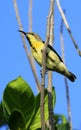 Yellow throat sunbird