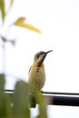 Yellow throat sunbird