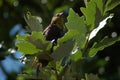 Yellow throat warbler sitting in acorn tree