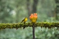 Yellow Throated Bulbul with beautiful background photo early in the morning at Coorg,Karnataka,India Royalty Free Stock Photo