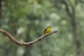 Yellow Throated Bulbul with beautiful background photo early in the morning.