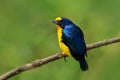 Yellow-throated Euphonia, Euphonia hirundinacea, blue and yellow exotic bird from the Costa rica. Birdwatching in South America. T