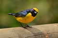 Yellow-throated Euphonia, Euphonia hirundinacea, blue and yellow exotic bird from the Costa Rica. Birdwatching in South America. T