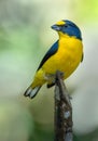 A yellow throated euphonia